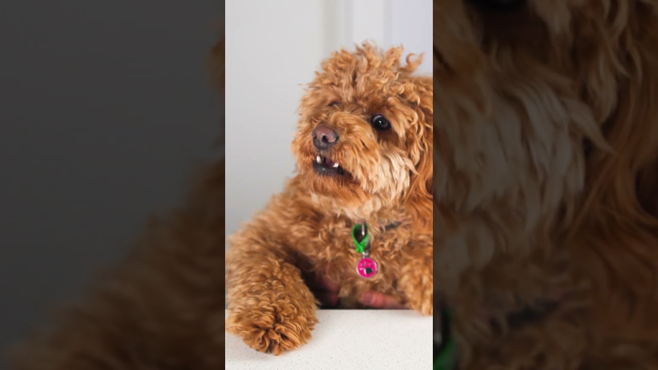Piper stealing Yogurt Drops. 