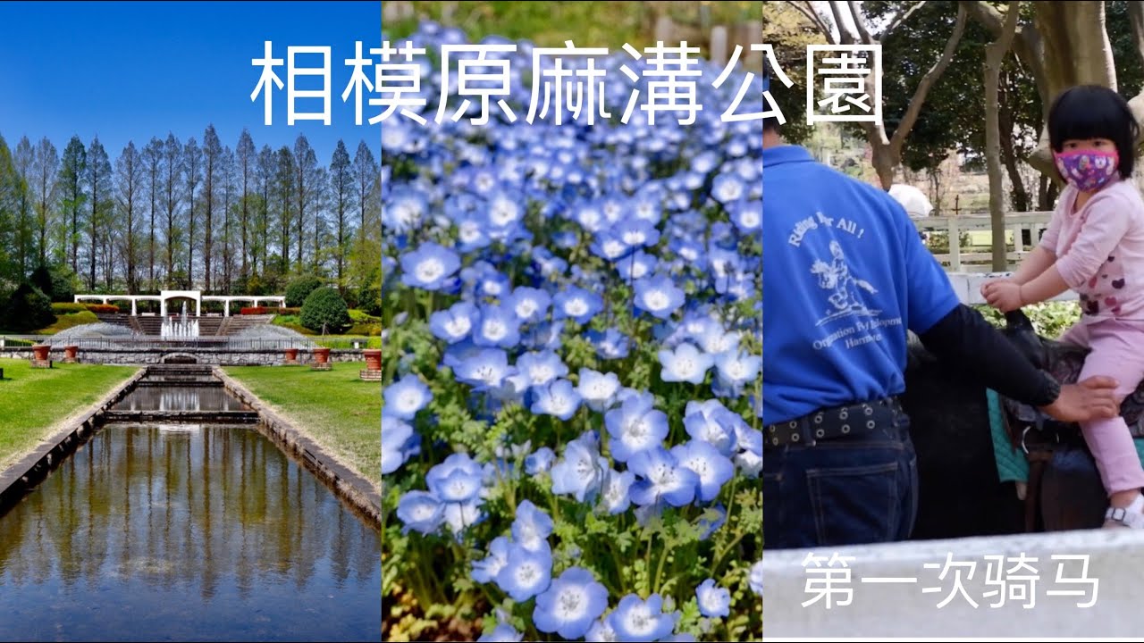 相模原公园和相模原麻溝公園 Sagamihara Asamizo Park Petting Zoo Youtube