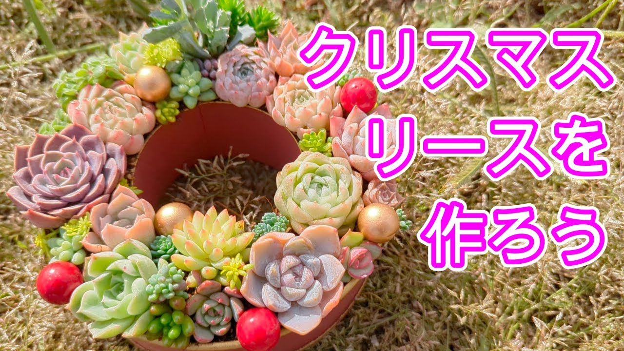 多肉植物】【ガーデニング】クリスマスに可愛く色ずくリース作り - YouTube