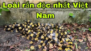 Truy Tìm Dấu Vết Hang Ổ Loài Rắn Đ.ộ.c Nhất Việt Nam