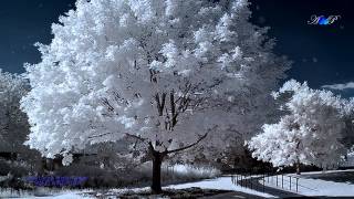 ♡ Sweet Winter Love - David LANZ ft Kristin AMARIE chords