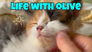 Calico Cat Love: Life With Olive 🧡🤍🖤