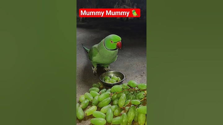 Parrot Calling Mummy Mummy ❤️🧿 #talkingparrot #parrot #shorts #birds