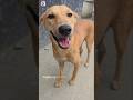 Dog video dog care #pets #animals #dog #shortsfeed
