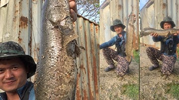 Câu cá lóc ở Hàn Quốc. Đầu mùa cá lên phơi nắng đầy mặt hồ