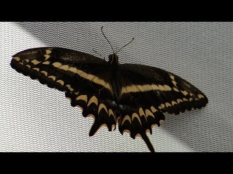 UF/IFAS Research Schaus Swallowtail Butterfly