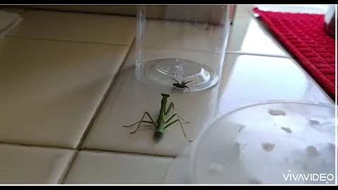 My Pet Praying Mantis vs Spider