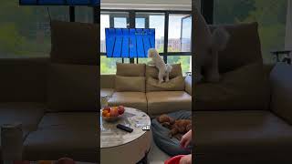 Bro thought he was in the Olympics 😭🥇#funnydogs #petfails #siblingrivalry