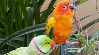 Parakeets chirping and singing #asmr #parrot #birdsong (Episode-98)