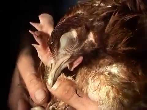 Why VEGAN as ELLEN Oprah Beyonce Brad Pitt Justin Timberlake Ariana Grande Dance (MeeturMeat 30sec)