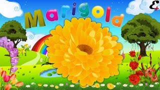 Games To Learn English - Learn Names of Flowers - Flower Names in Animation Video screenshot 5