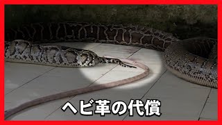 【蛇】ヘビ革の代償：ブーツやバッグのために膨らまされるニシキヘビ【パイソン革/エキゾチックスキン】 screenshot 4