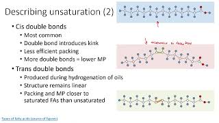 Lecture: Chapter 9 - Lipid classification