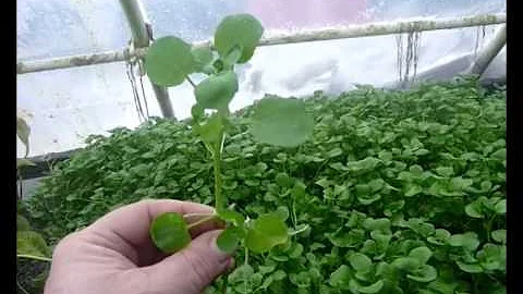 True Water Cress - the Aquaponic Dream Plant