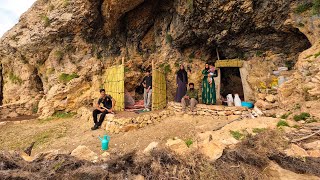 Family adventure: putting thorn bushes in the yard to protect the cave