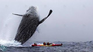 HUMPBACK WHALE ─ The Titan Locked in Fierce Combat with Orcas!