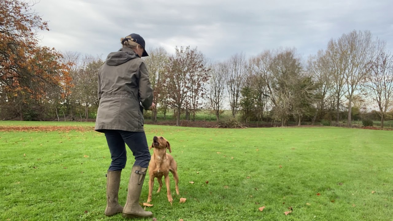 GUNDOG TRAINING Skye: Stop Whistle Stage 2 - YouTube