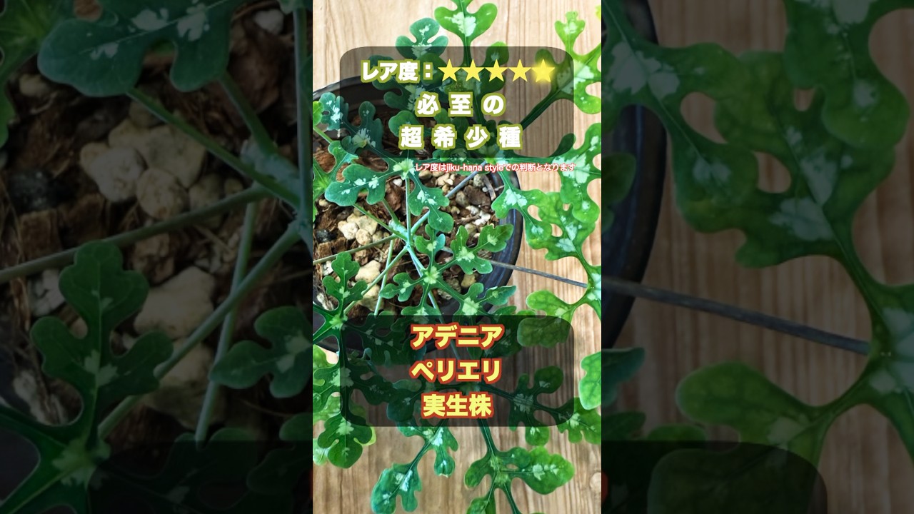レア度】超レア！アデニア・ペリエリ実生｜塊根の成長が楽しみな一株