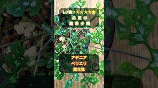 レア度】超レア！アデニア・ペリエリ実生｜塊根の成長が楽しみな一株