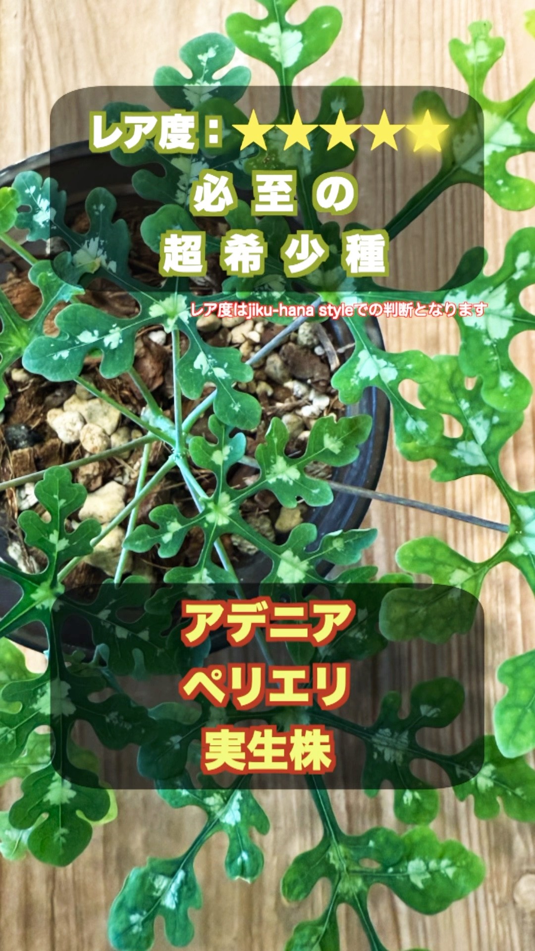 レア度】超レア！アデニア・ペリエリ実生｜塊根の成長が楽しみな一株
