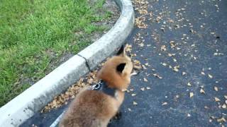 Loki the Red Fox out for a walk