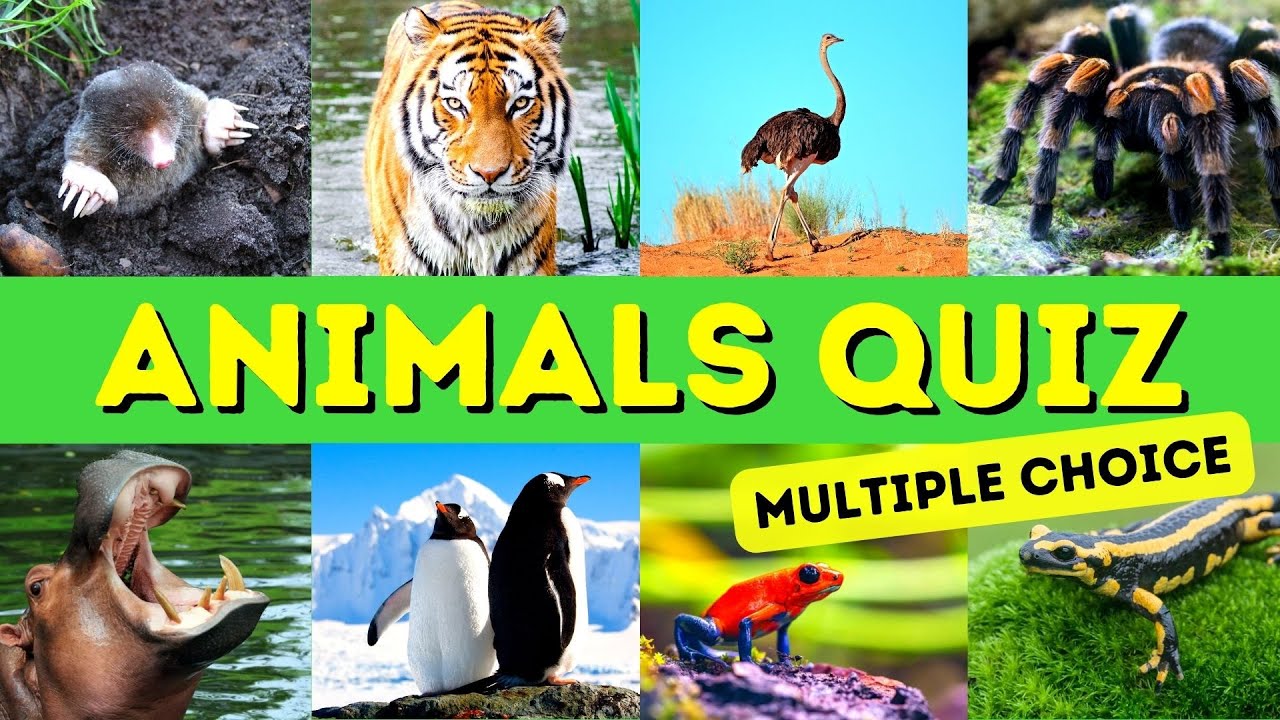Animals Quiz - Multiple Choice - 25 Trivia Questions - Questions and Answers  - Pub Quiz - Narrated - YouTube