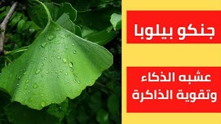 🔴 وداعاً للنسيان والدوخه والصداع ذاكرة حديديه علاج طنين الاذن ومشاكل البصر