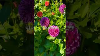 캐나다 빅토리아섬 당일치기여행. 영어더빙.visit Canada Victoria.English dubbing