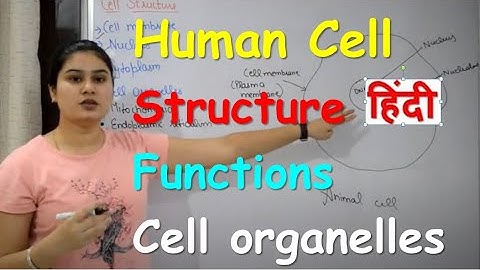 Human Cell in Hindi | The Fundamental Unit Of Life | Organelles | Structure |Functions in Hindi