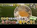 ミジンコ 特集 パート3 3部作 微生物培養のプロが教える ミジンコ特集 初心者でもできる ミジンコの育て方 を観賞魚 めだか プロブリーダー御用達店 和香 なごやか がわかりやすくお伝えします ミジンコ 特集 パート3 3部作 微生物培養のプロが教える ミジンコ特集 初心者でもできる ミジンコの育て方 を観賞魚 めだか プロブリーダー御用達店 和香 なごやか がわかりやすくお伝えします
