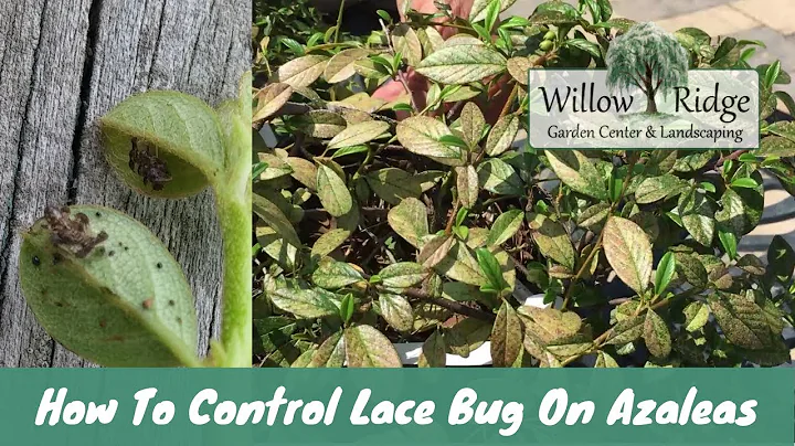 How To Control Lace Bug On Azaleas