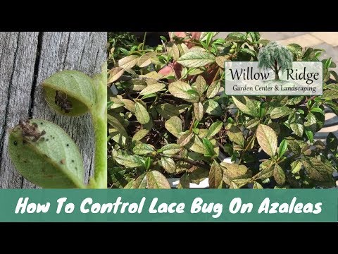 Videó: Azálea levelek kártevői: Azalea csipkebogara és a levelek általuk okozott károk
