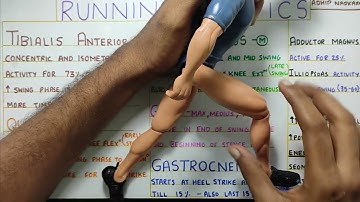 RUNNING  GAIT KINETICS  (Gait Biomechanics)Physiotherapy Tutorial