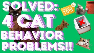 Solved: 4 Cat Behavior Problems!