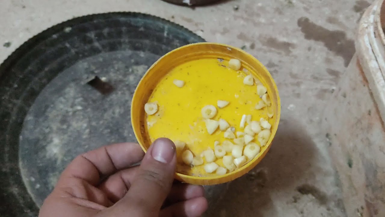 ازاى تحط الثوم للحمام فى الاكل والماء