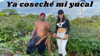 Así se cosecha yuca en Costa Rica