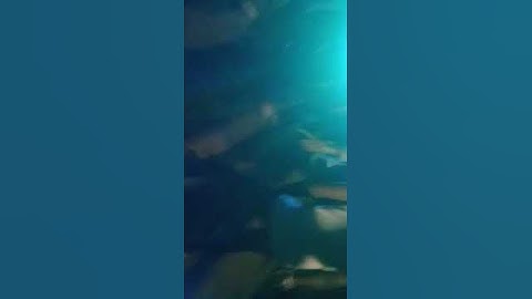 Sandip rathva new Timli