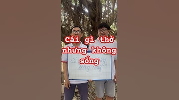 Câu Đố | Cái Gì Thở Nhưng Không Sống #nguyenbangvlog #dovui #dovuigiaitri #shortsvideo #meovat