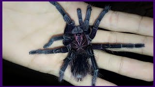 Пересаживаем пауков, скорпионов, сколопендр. Побег ядовитого паука pterinochilus murinus