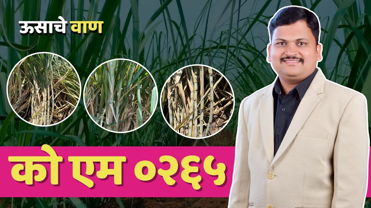 को एम ०२६५ | ऊस वाण माहीती | Ganna Master | Sugarcane Variety |