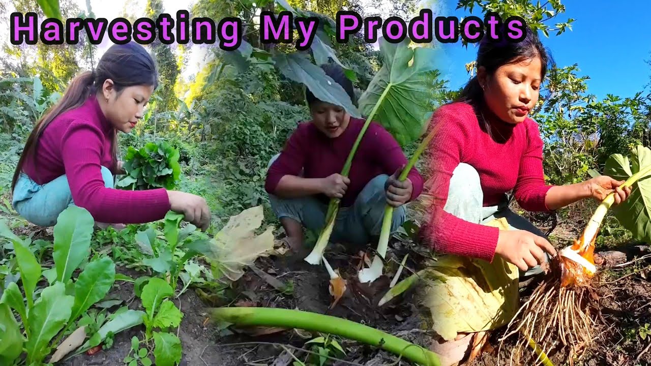 Harvested My Own Vegetables Garden Products🤩🥳