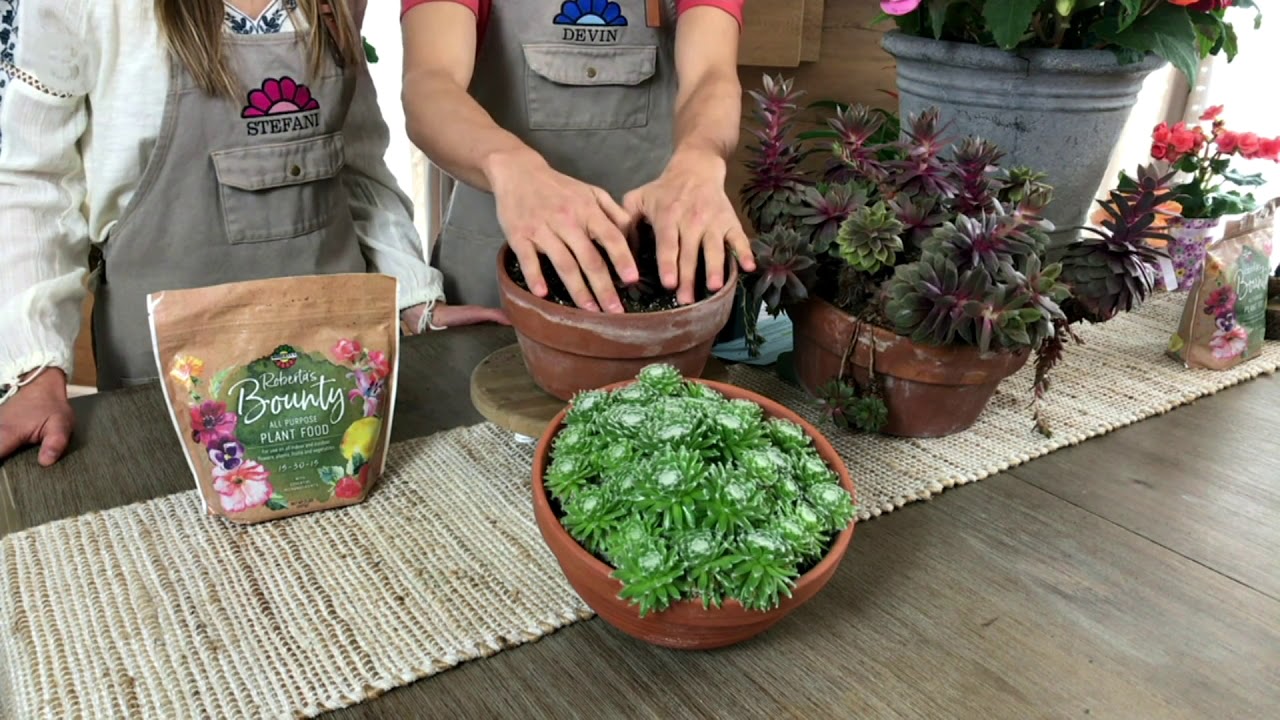 Roberta's 6Piece Hardy Hens and Chicks Sempervivums Live Plants on QVC