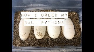 How i breed my Ball pythons