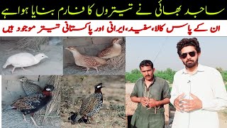 teeter farming in Pakistan | Kala teeter | Irani teeter | white teeter | Pakistani teeter farming