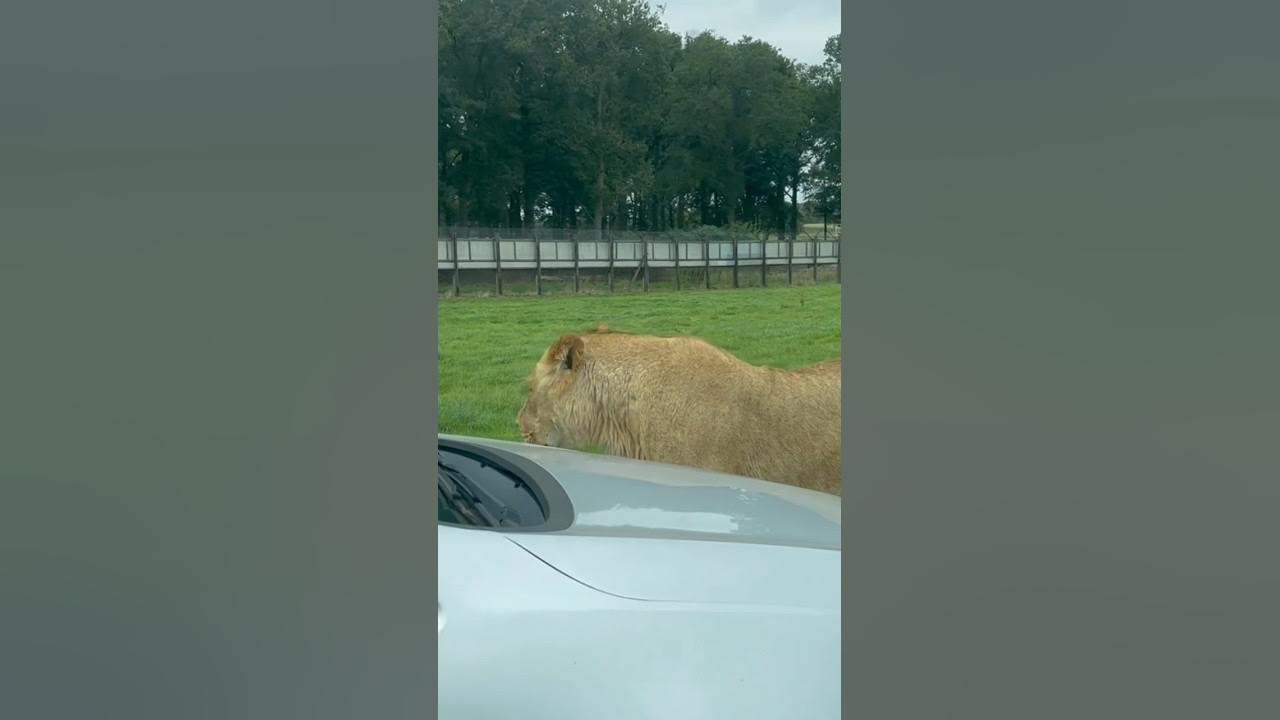 woburn safari park lion attack