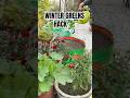 Sarson Flowering? Do This Immediately 🌿 #organicgardening #shorts #terracegarden #growyourownfood