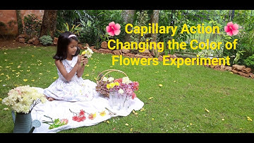 Capillary Action. How to change the color of flowers. #capillaryaction