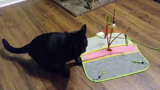 Cats Stay Indoors For Halloween by TheCatLife 14 views 4 years ago 9 minutes, 55 seconds