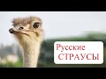 Супер бизнес: РУССКИЙ СТРАУС