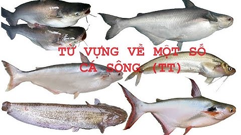 TỪ VỰNG VỀ MỘT SỐ LOÀI CÁ NƯỚC NGỌT TT